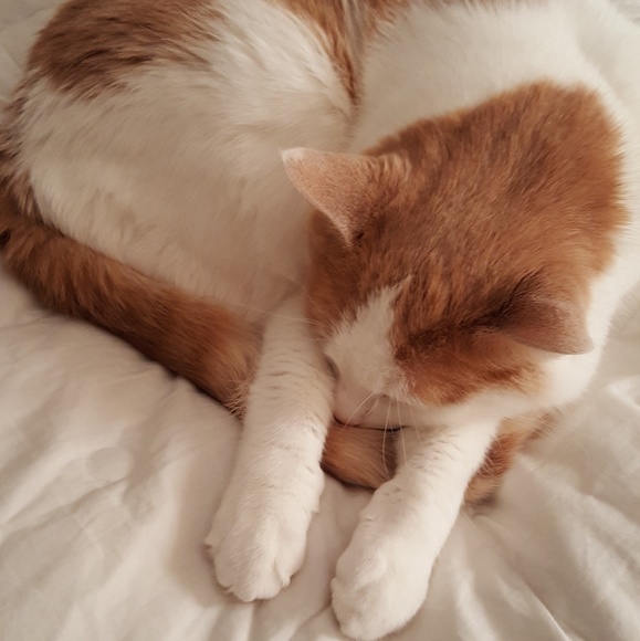 Meet your Posher, Cheri - Picture 1 of 1